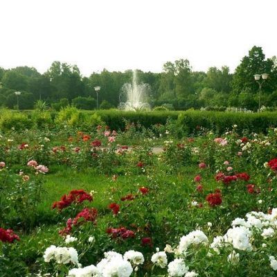 Соколиная роща. Парк «Сокольники»