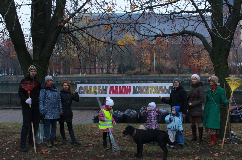 Калининградские акропольцы приняли участие в серии эко-акций по спасению городских каштанов